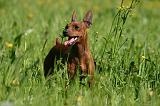PINSCHER NAIN 092